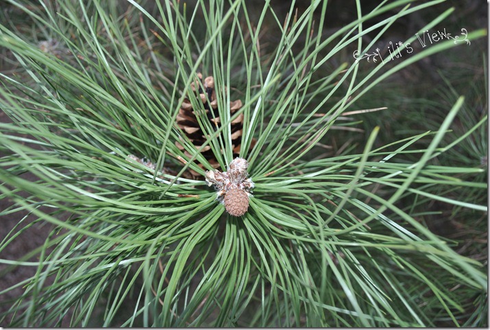 macro pinecone