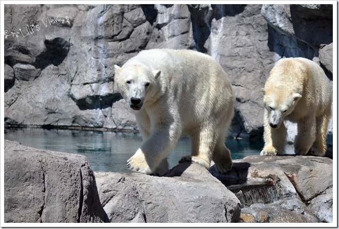 polar bears