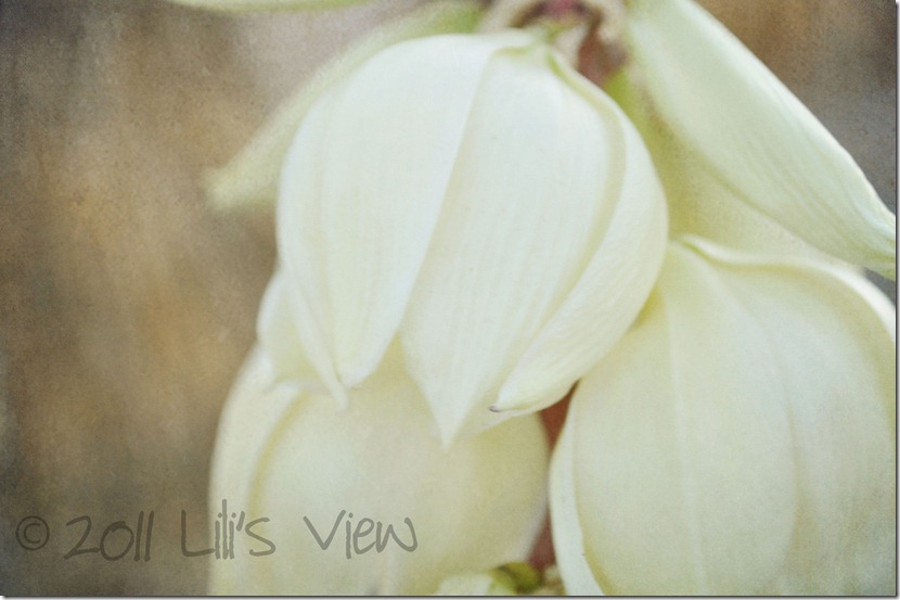 DSC_0015 copy_edited-1