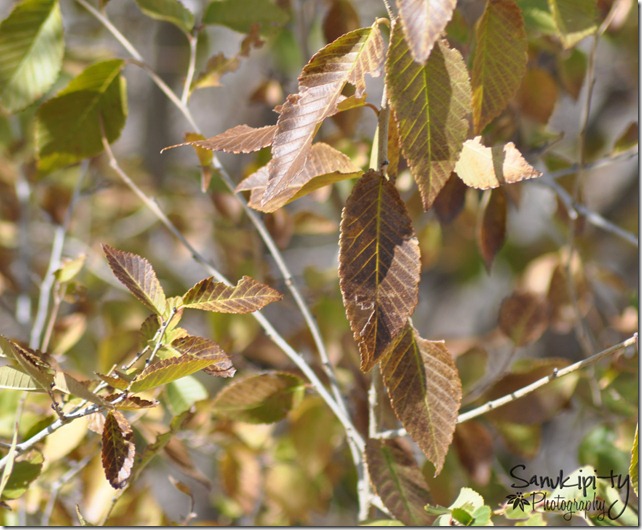 brown leaf