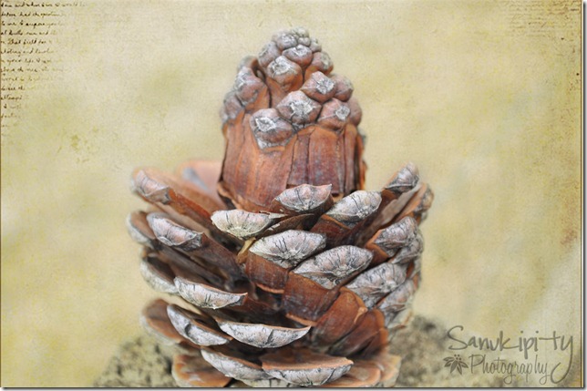 brown pinecone