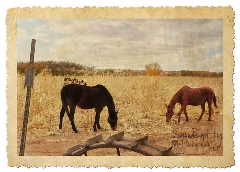 framed horses