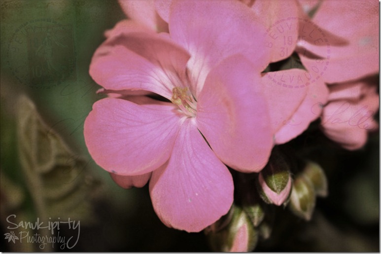 geranium