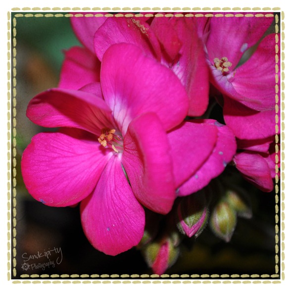 vintage framed flower
