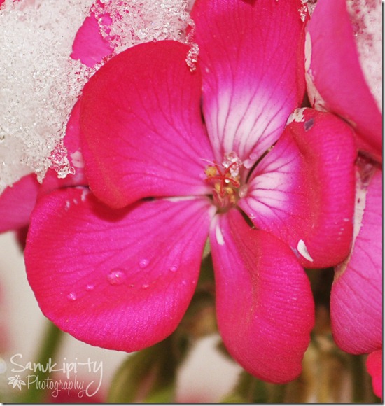 geranium in snow